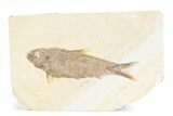 Detailed Fossil Fish (Knightia) - Wyoming #361073-1